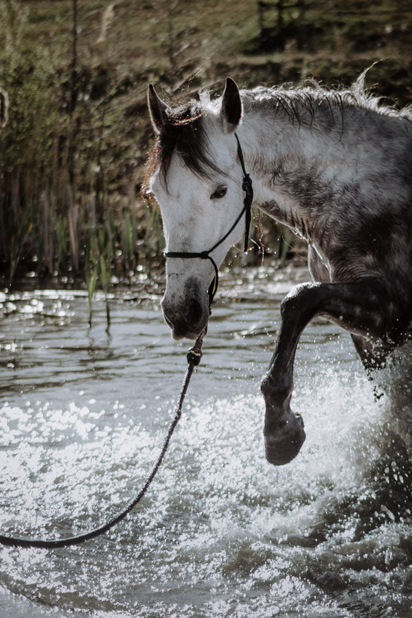 Innerbloom Horsemanship Horse Training water environment