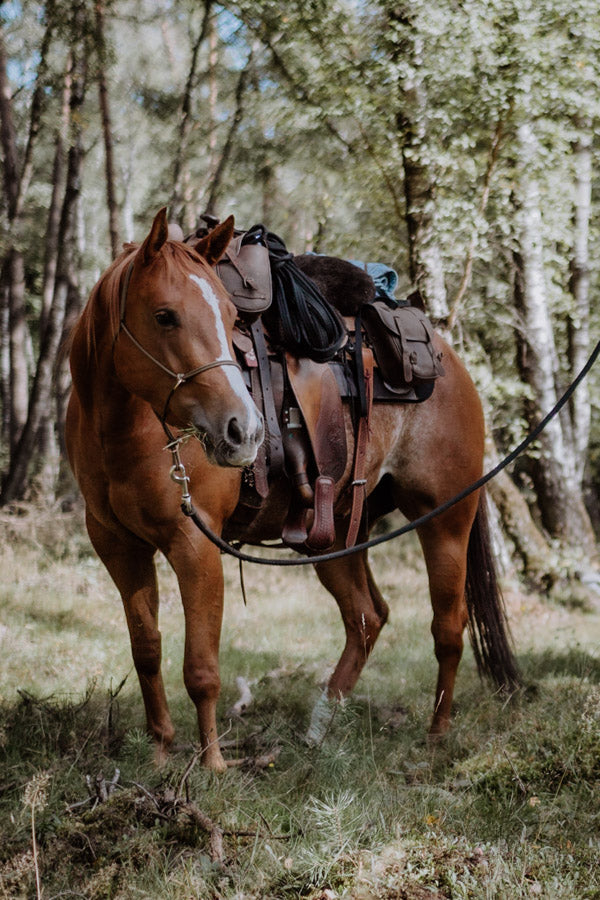 Innerbloom Horsemanship Adventures Horse Training - Trektocht Western