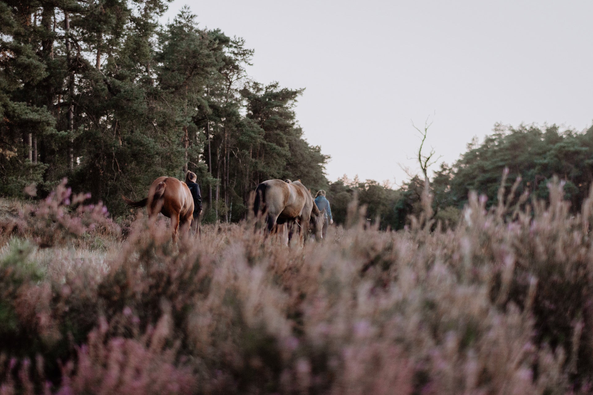 Innerbloom Horsemanship – Trektocht te paard Nederland
